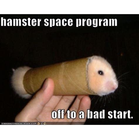 Pin By Viki T On Cheer Up Funny Hamsters Hamster Cute Hamsters