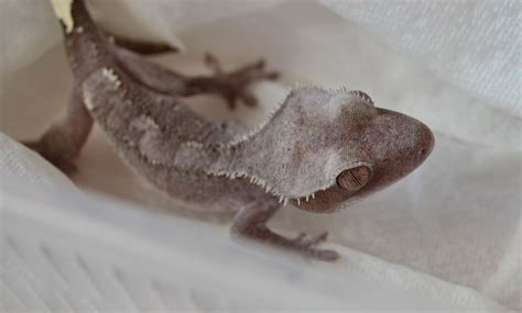 Couple Of Shots Of The Grey Crested Geckos Reptile Forums