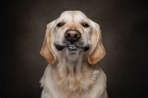 Funny Photos Reveal The Many Different Facial Expressions Of Dogs