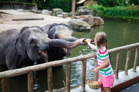 Experience Your Local Zoo On Visit The Zoo Day Insidesources