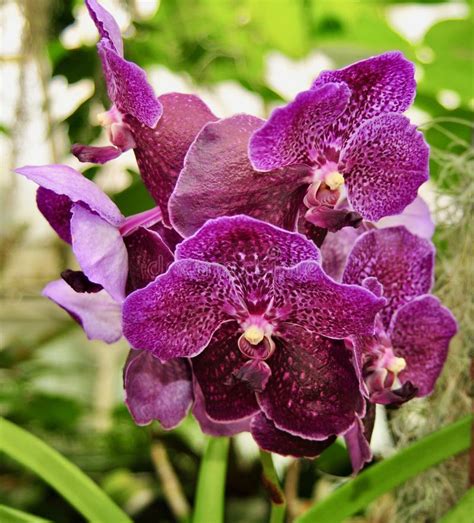 Beautiful Purple Vanda Orchid Flowers Stock Image Image Of Spotted Complex 111408617