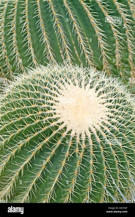 Golden Barrel Cactus Echinocactus Grusonii Close Up Stock Photo Alamy