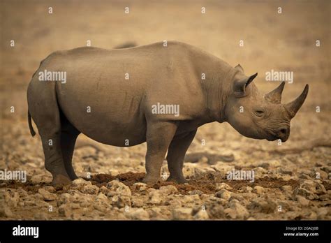 Profile Of Black Rhinoceros Diceros Bicornis Standing On Rocky Flat