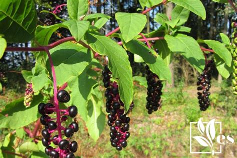 13 Plants That Look Like Blueberries Safe Or Unsafe Evergreen Seeds