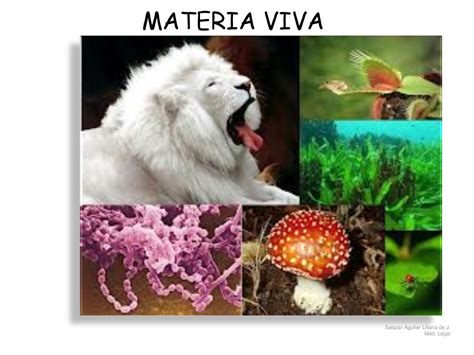 Diapositivas De Materia Viva Diapositivas De Bioquímica Docsity