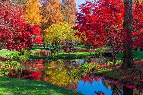 Beautiful Fall Foliage At Japanese Gardens In Georgia Stock Image Image Of Romantic Pond