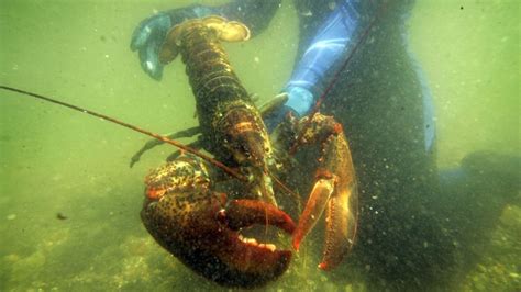 File In This July 2007 File Photo A Scientist Holds A Lobster