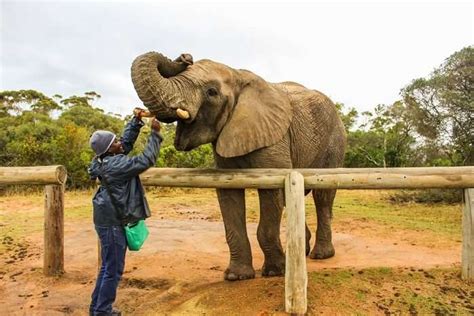 Best Safari In South Africa Into 15 African Wildest Corners