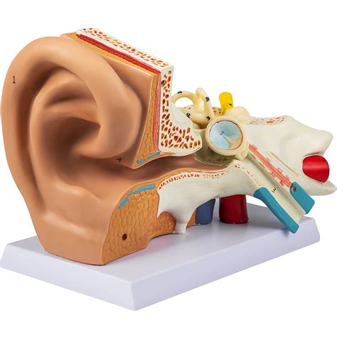 Buy Vevor Human Ear Anatomy Model 5 Times D Human Ear Model Pvc