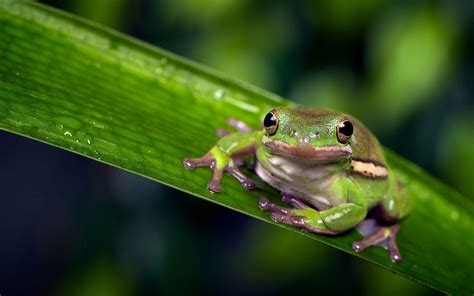 Beauty Cute Amazing Animal Animal Green Frog On