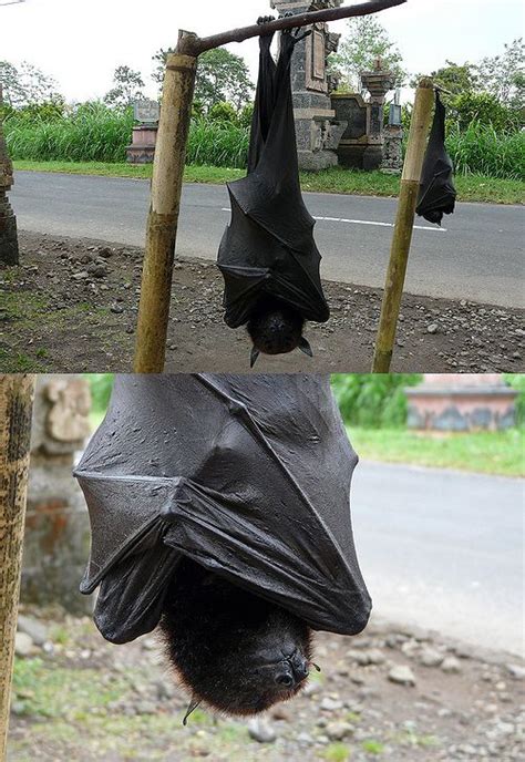 The Giant Golden Crowned Flying Fox Acerodon Jubatus Also Known As