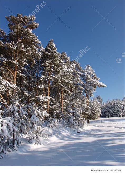 Photograph Of Sunny Winter Scene