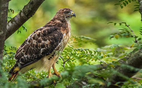 Animal Red Tailed Hawk Wallpaper