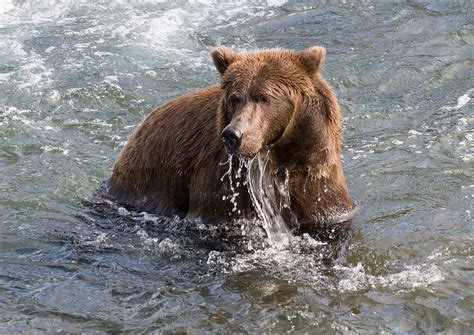 Images Naturally Alaska Alaskan Brown Bears At Brooks Falls