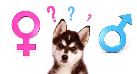 Male Or Female Dog Pros Cons And Comparisons