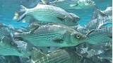 Images of Silver Fish
