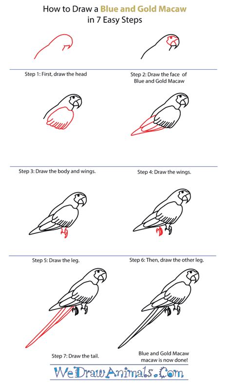 Https://tommynaija.com/draw/how To Draw A Blue Macaw Step By Step
