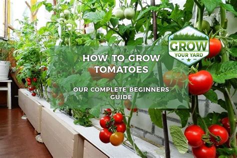 How To Grow Tomatoes A Beginners Complete Guide Grow Your Yard