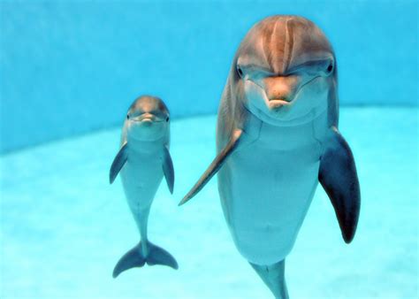 Photos New Baby Dolphins Introduced At Brookfield Zoo Wgn Tv