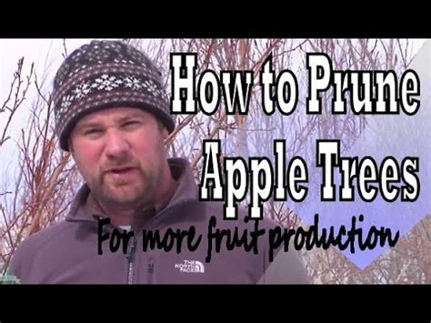 Espalier fruit tree training and pruning the easy way. How to Prune Apple Trees Tree Pruning for Growing Apple ...