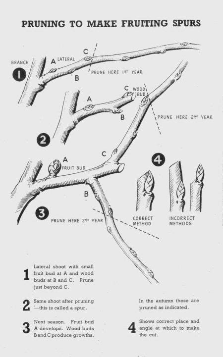 How To Prune A Mature Cherry Tree