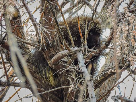 Porcupine Antelope Island State Park Utah Skyler Moore Flickr