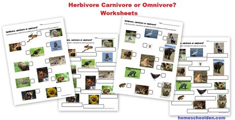 Herbivore Carnivore And Omnivore Worksheets And Activities