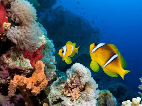 Top 153 Marine Habitat Animals And Plants