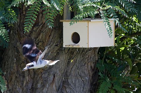 Nest Boxes Birds In Backyards
