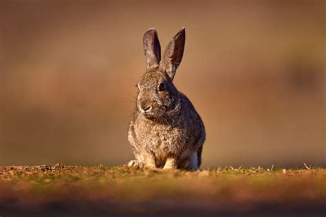 European Rabbit Oryctolagus Cuniculus Algirus Parque Natural Sierra De