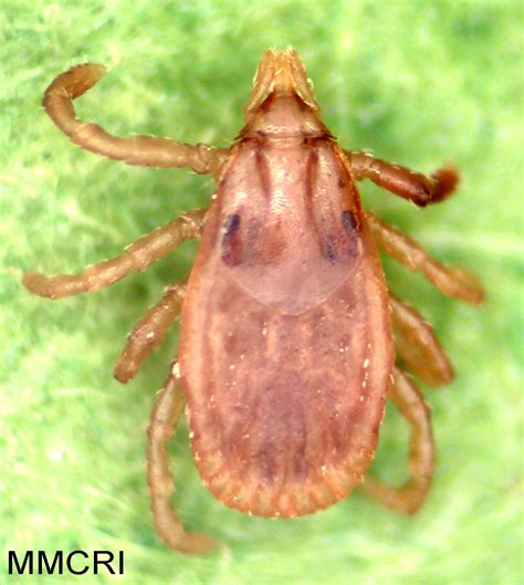 American Dog Tick Cooperative Extension Tick Lab University Of