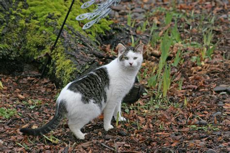 How To Tell If A Cat Is Feral Find Out Here All Animals Guide