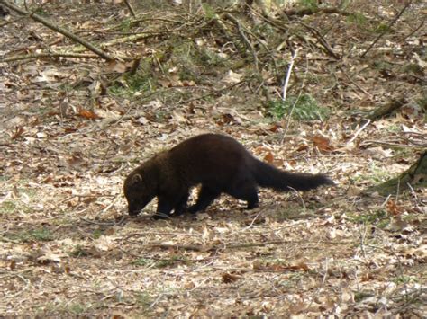 Downtown Cat Deaths May Be Linked To Fisher Cat Beverly