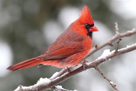 Cardinal Bird Description And Facts Britannica