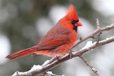 cardinal bird description and facts britannica