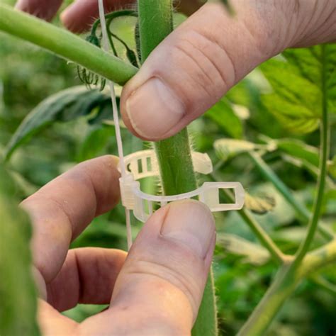 Tomato Plant Support Clips Secure Trellising Of Plant Crops Paskal Group
