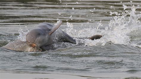 Mekong Rivers Endangered Irrawaddy Dolphins Show Population Rise Bt