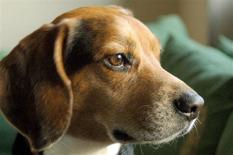 Portrait of a serious dog beagle wallpapers and images - wallpapers ...