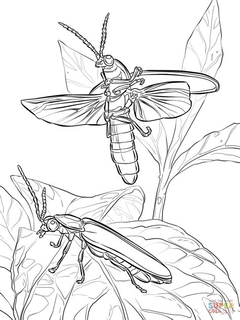 Firefly Drawing At Getdrawings Free Download