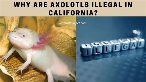 Why Are Axolotls Illegal In California 7 Cool Facts 2023