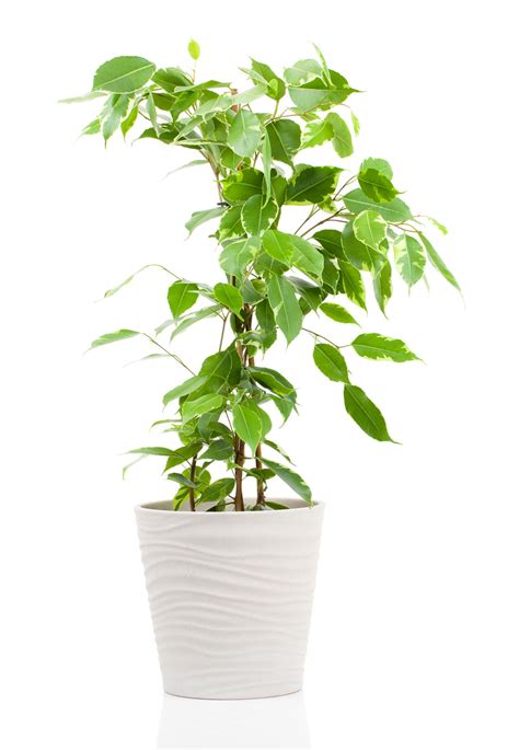 Indoor Gardening How To Plant And Get Benefits From Indoor Greenery