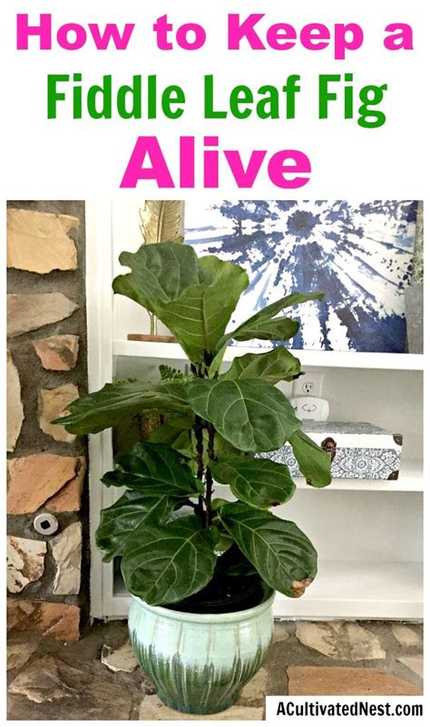 How To Care For A Fiddle Leaf Fig Houseplant Care Tips A Cultivated
