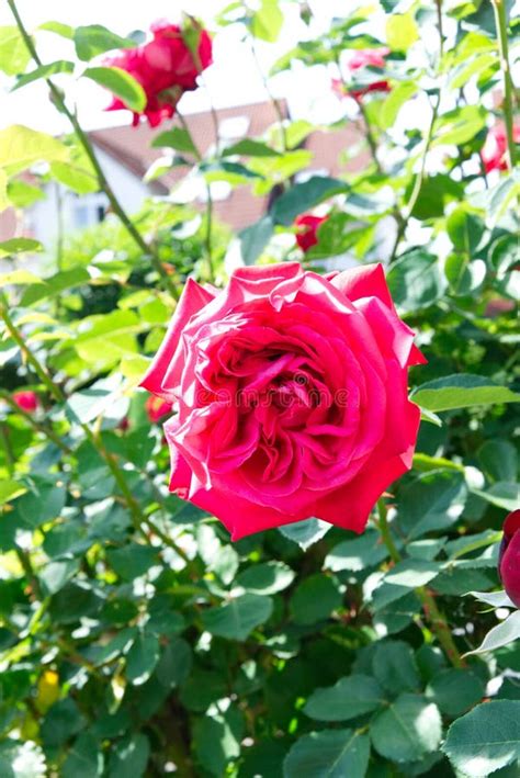 Red Rose Blossom On The Stem Garden Flowers Blooming In The Summer