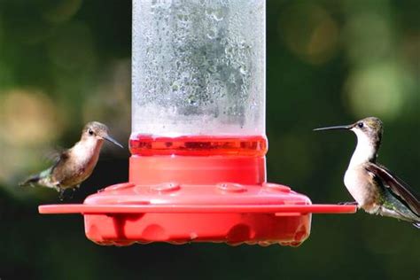 The most common recipe for the nectar liquid is using 1 cup of white, refined sugar and 4 cups of water. Homemade Hummingbird Nectar (Food Sugar Water Ratio ...