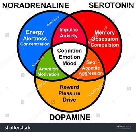Dopamine Serotonin Norepinephrine Chart