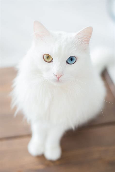 Odd Eyed Cats Are Felines With Heterochromia Iridum Meaning An