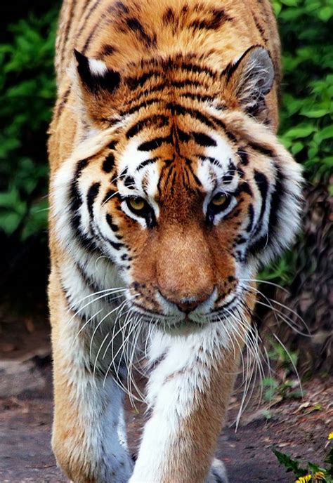 Amur Tiger Stock 18 By Hotnstock On Deviantart