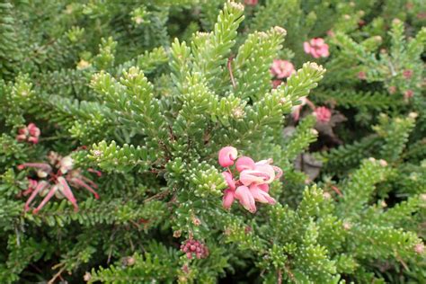 this grevillea is another fantastic mid green ground cover that s both drought and frost