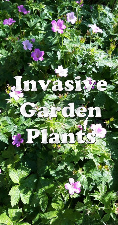 Invasive Garden Plants Plants Garden Plants Perrenial Flowers