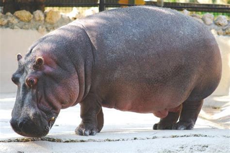 ¿dónde Viven Los Hipopótamos 【actualizado 2020】